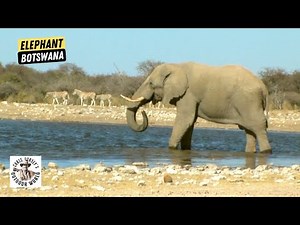 His First Elephant Hunt