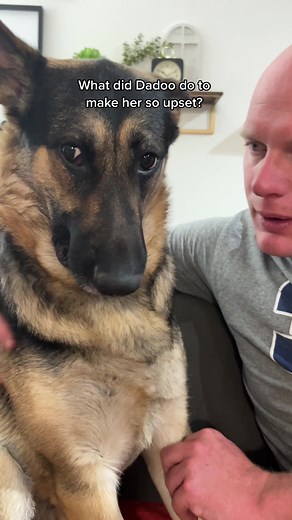 Sassy German Shepherd Reacts Dramatically | The German Shepherd Girl