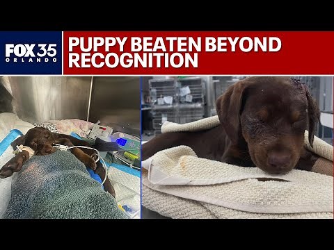 Puppy beaten beyond recognition fighting for its life