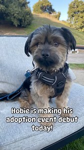 1.7K views · 107 reactions | Hobie is making his adoption event debut TODAY @platform_la between 11-1 so come on down and say hello! #hobie濾 Foster @mccluskeytrainingstables | A Purposeful Rescue | Facebook