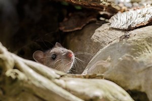 Watch For Rodent Poop During Spring Cleaning: King County