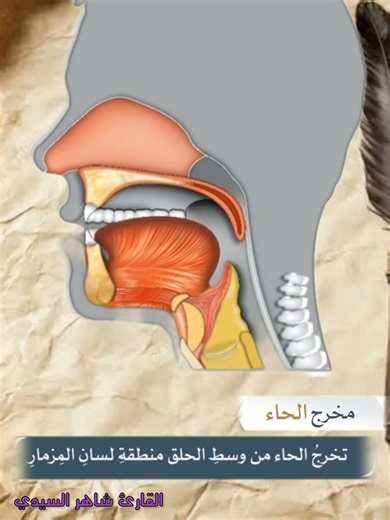 مخارج الحروف (حرف الحاء) #القارئ_شاهر_السيدي #الرحمن #تجويد_القرآن_الكريم #اكسبلور #تعلم_التجويد