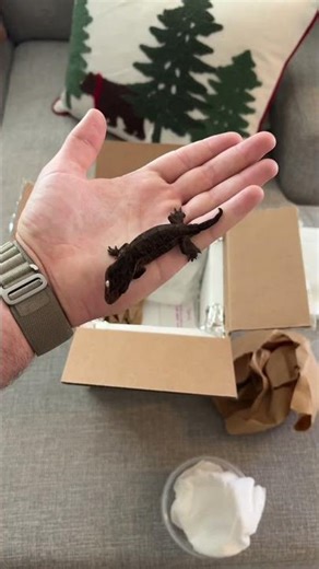 BABY GECKO UNBOXING🦎🖤