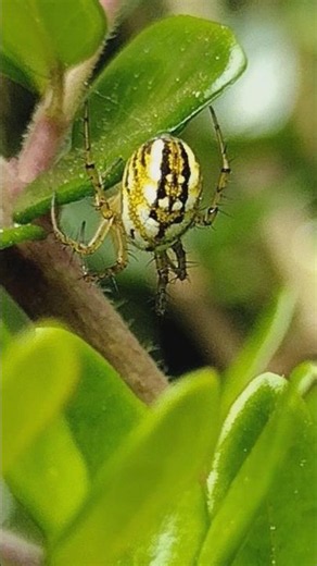 the Cricket Bat Spider
