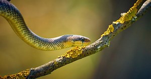 Comment se débarrasser des serpents dans son jardin ?
