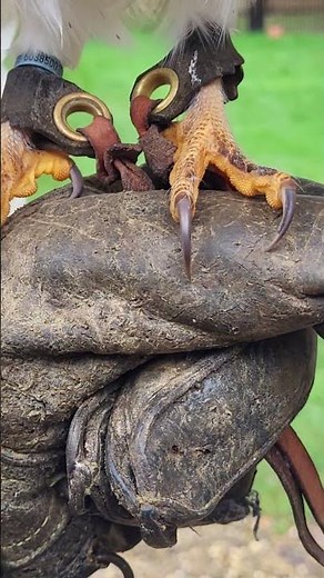 BARN OWL TALONS