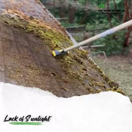 Moss on your roof? Heres what you need to know!