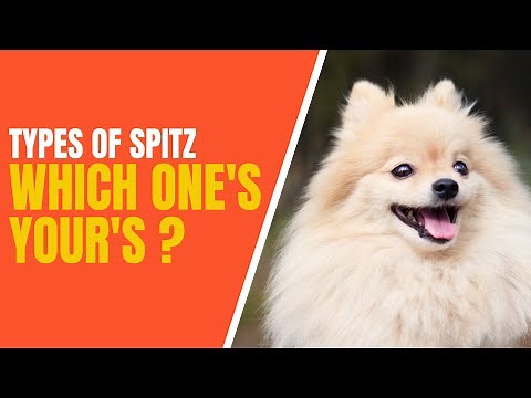 10 Types of Spitz Dogs : How to Identifying Them!