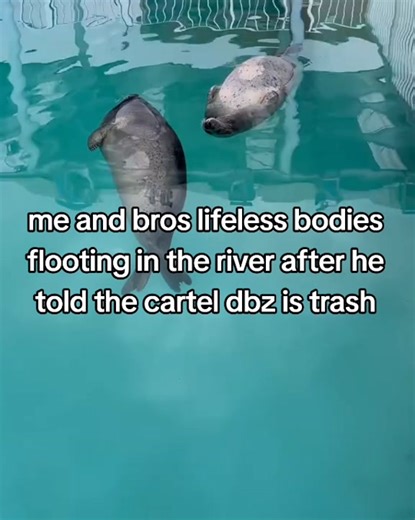 Silly Seals: Fun Moments with Playful Marine Animals