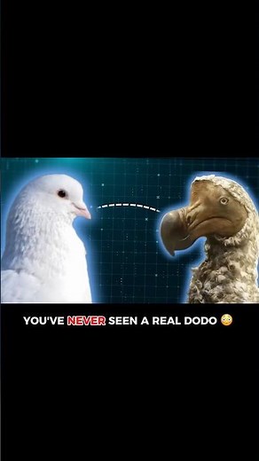 You’ve Never Seen a Real Dodo 😳 #animals