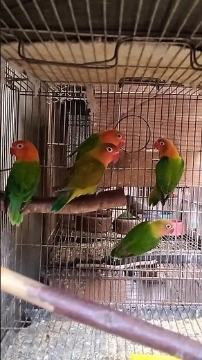 Adorador #birds #birdsavairy #lovebirds #africanlovebirds #birdlovers #pets #animals #aviary #keet