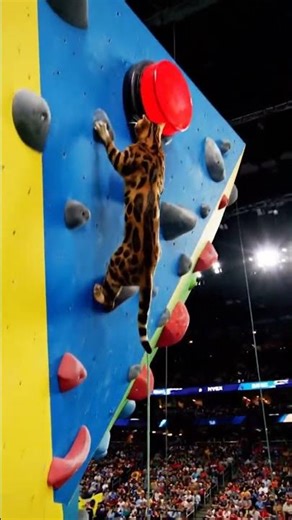 Bengal Cat Speed Climb