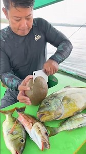 Inside a Sand Dollar: Weird Reveal and Taste Test! 😱