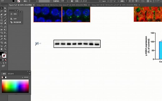 用AI处理Western blot条带组图