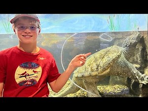 World’s Largest Common Snapping Turtle!!!