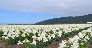 The Easter Lily Capital of the World Sits Right Here in Northern California