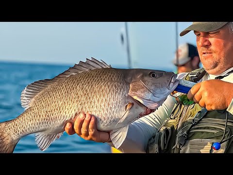 The EASIEST Way to Catch GIANT SNAPPER ** MONSTER MANGROVE SNAPPER SECRET **