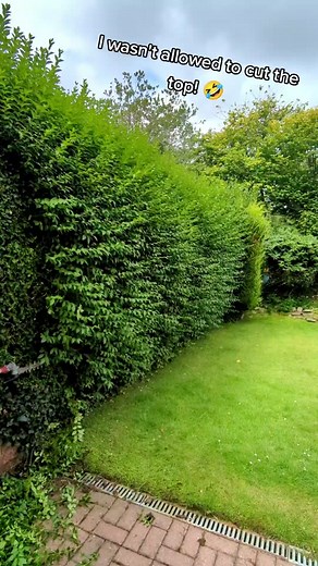 Trimming Privet Hedges for a Satisfying Garden Maintenance Experience