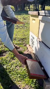 337 reactions · 11 shares | Harvesting bee venom!  Bee venom machines are cruelty-free and do not harm bees during the venom collection process. #california #bees #beevenom #beekeeper #beekeeping #savethebees #insects #animals | California Bee Company | Facebook