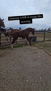 1.3K views · 41 reactions | His cute little noises he makes! ❤️ #2025シ #rollingoaksrescue #rescueanimals #BeTheVoice #TellTheStory #foals #horserescue #savinglives #fb #happy | Rolling Oaks Rescue LLC | Facebook