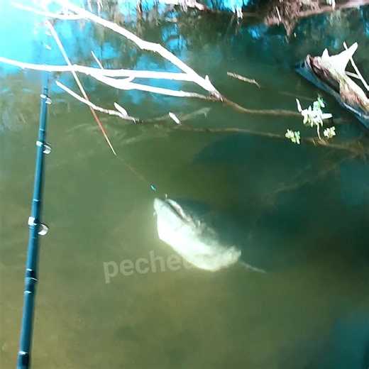 Silure Clonk Du Bord: A Comprehensive Guide to Clonk Fishing