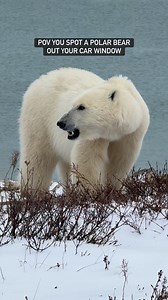 All dramatic music aside, this was a beautiful moment to be able to observe one of the world’s most formidable predators from up close. Not much compares to witnessing these majestic animals in the wild! #wildlife #polarbear #explorepage #natgeowild #foryoupagereels #fyp #natureismetal #naturelovers #bears #churchillmanitoba #travelgoals #offgrid #trailriding #offroad #offroadlife | Arthur Lefo Wildlife