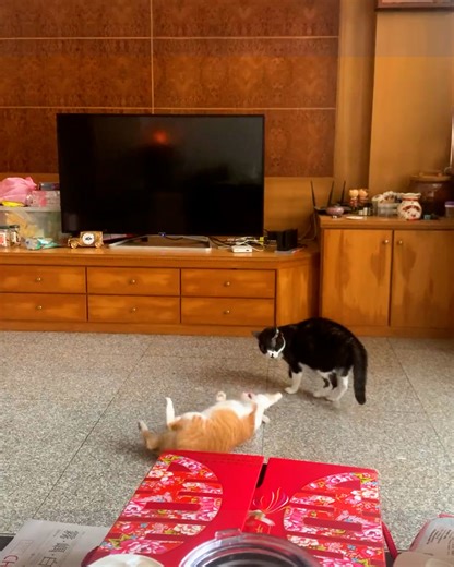 12K views · 225 reactions | A roly poly battle!  | Animal Lovers | Facebook