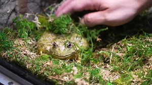Museum of the Rockies opens new colorful frog exhibit featuring 15 species from all around the world