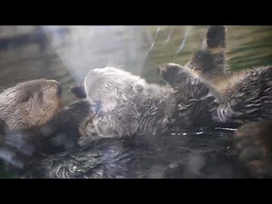 ラッコのマナちゃんとリロくん手つなぎ(マリンワールド海の中道)