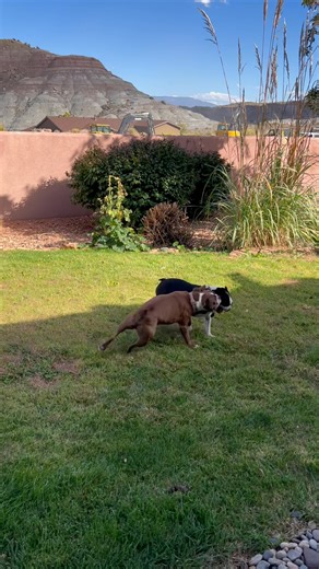 Ornery is as ornery does🤪 | The daily adventures of Gilligan & Skipper