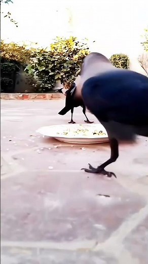 How to Feed Black Crows: A Proven Step-by-Step Guide for Beginners🤣😂😅📢#shorts