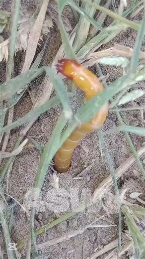 “The Secret Life of Maggots – Amazing Facts 😂😘😀❤️🤍