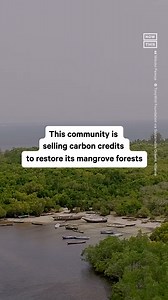 40K views · 76 reactions | Mangroves are incredible resources to help fight the climate crisis — here’s how one community, supported by Sustainable Ocean Alliance, is conserving and restoring these forests in Kenya | NowThis Earth | Facebook