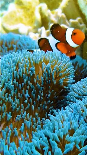 El pez payaso se adapta a la anémona al rozar sus tentáculos y modificar su mucosa 🐠🌊