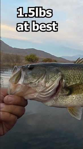 5 of 11 fish. 11.12.25 #lakeperris #lakeperrisfishing #zmanfishingproducts #bassfishing #fishinglife