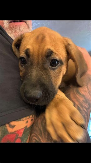 Mo - 14 weeks - Male - Boxer/German Shepherd Mix #nwbr #everydogdeservesachance #dogrescue #rescueismyfavoritebreed #AdoptDontShop #adopt #rescuelife #dog #rescuedogsrock #rescue | Northwest Boxer Rescue