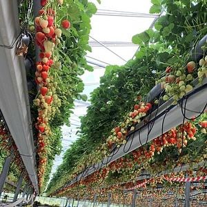 [Hot Item] Commercial Used on Horticulture and Agriculture Production PC Sheet Polycarbonate Agricultural Greenhouses for Tomato/Strawberry/Cucumber/Pepper/Lettuce