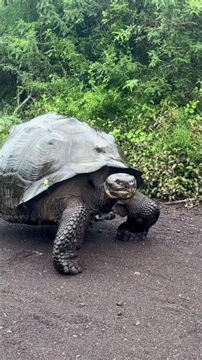 Small To Big Animal Growth Transformation. #short #trending #shorts videos