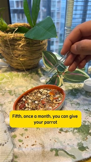 Avian on Instagram: "How to raise healthy and beautiful parrots without spending a penny on veterinary fees! 💰 #viralchallenge #trendingvideo #birds #parrot #petbird #bird #parrotlife #parrotsofinstagram #parrottok #funny #parrots #myparrot #viral #petlover #funnypet #cutepet #foru"