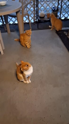 Stephen Riggi on Instagram: "🐾❄️ Let’s show some love to our furry friends! 🐱❤️ As the cold weather sets in, it's time to create a cozy sanctuary for those sweet stray cats who need a warm spot to cuddle up! This simple outdoor shelter can be a game changer—just a little ingenuity can go a long way in making them feel safe. 🌬️🏠 Adding a heater will ensure they stay warm and toasty during chilly nights. But remember, it’s not just about comfort; adopting a stray can change a life forever! 💖 