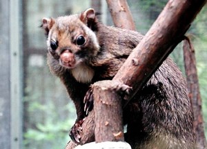 Japanese giant flying squirrel - Alchetron, the free social encyclopedia