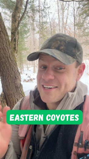 What’s a “coywolf?” What most people call a “coywolf” is the eastern coyote. I first encountered the term “coywolf” in the literature in the paper “Genetic Characterization of Eastern Coyotes in Eastern Massachusetts” by Way et al (2010), and I’ve heard many people use this term to refer to the hybrid coyotes (and sometimes hybrid wolves) that they see in eastern North America. In theory, an “eastern coyote” is any coyote in eastern North America — coyote (Canis latrans) is native to the western