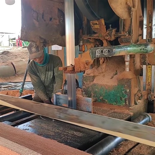 cutting a large Meranti tree | Hilpert