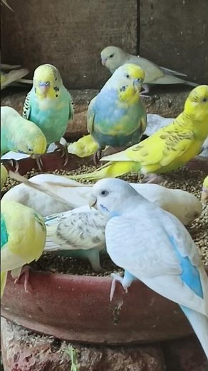 Budgies Chirping 🐦 | Cute Budgies Singing & Relaxing Bird Sounds