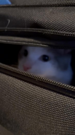 I guess Cody thinks he’s going camping with me 🤦‍♀️ 🤣 | Christi Williams Tolley