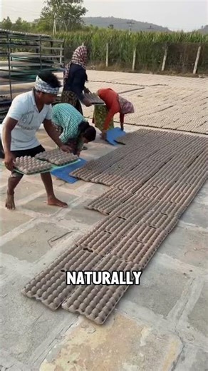 Turning Waste Paper into Egg Trays Using Simple Recycling Methods