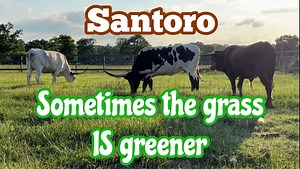 75K views · 9.3K reactions | Sometimes the grass is greener! | Ima Survivor Donkey and Farm Animal Sanctuary | Facebook