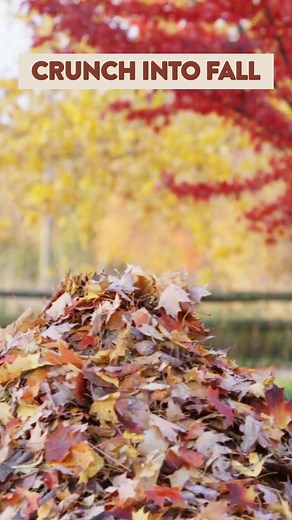 22K views · 35 reactions | Holistic nutrition your cat will crave. Save $5 on Earthborn Holistic Cat Food (25 lb. & 12.5 lb. bags) this November. | Pet Supplies Plus | Facebook