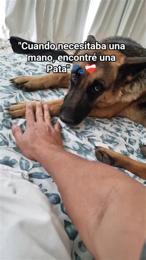 Salvado por un Pastor alemán 🐾❤️‍🩹, #shorts