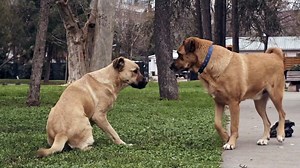 Stray - Teaser Trailer